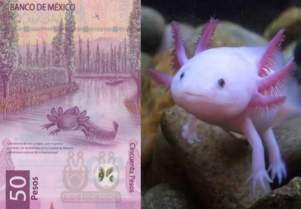 Split image showing a Mexican 50-peso banknote featuring an axolotl on the left and a real pink axolotl underwater on the right.