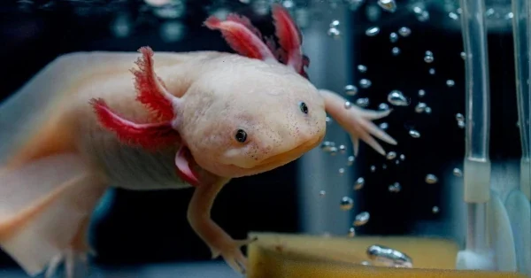 Pink leucistic axolotl swimming underwater with bright red feather-like external gills, representing the popular image of the axolotl and the inspiration behind Atlalli.