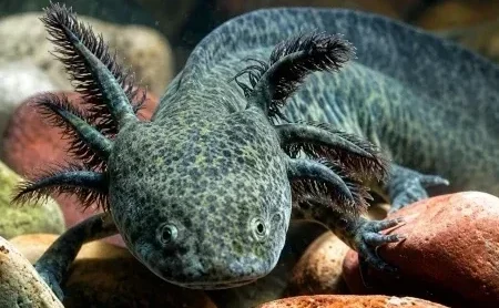 Wild-type Mexican axolotl with dark mottled skin and feather-like external gills, representing the endangered native axolotl of Xochimilco and the inspiration behind Atlalli.