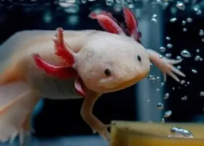 Wild-type Mexican axolotl with dark mottled skin and feather-like external gills, representing the endangered native axolotl of Xochimilco and the inspiration behind Atlalli.