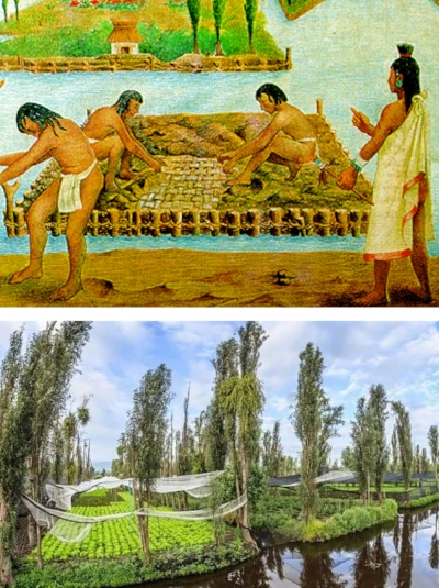 Traditional chinampas and modern chinampa refugios in Xochimilco, Mexico City, with canals, vegetation, and protective barriers that keep invasive tilapia away from native species.